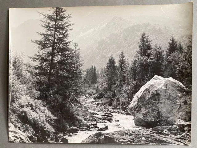 Silver photo torrent mountains tree Bernard Darot photo club Nantesis H6337