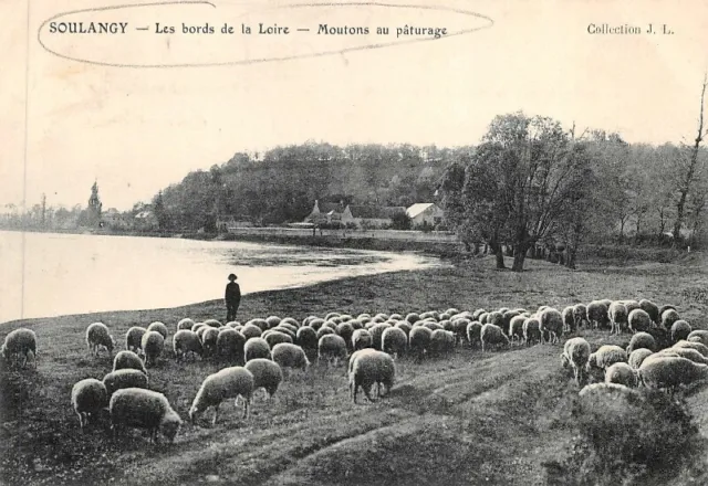 SOULANGY - Les Bords de la Loire - Moutons au pâturage