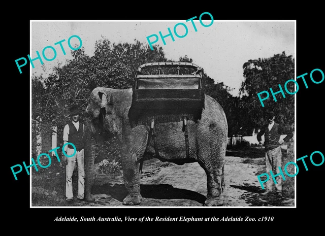 OLD POSTCARD SIZE PHOTO ADELAIDE SOUTH AUSTRALIA ADELAIDE ZOO ELEPHANT c1910