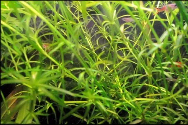 Lot plantes 6 variétés aquarium 3