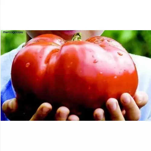 DELICIOUS TOMATO - TOMATE GÉANT, FRUITS DE PLUS DE 3 KG, 25 GRAINES +cadeau