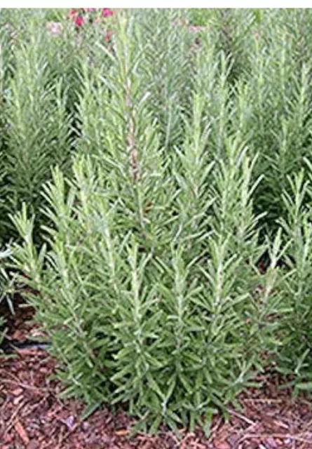 1 X Rosemary  plants. Aromatic, Evergreen Herb. Bare Rooted, Approx 20cm High.