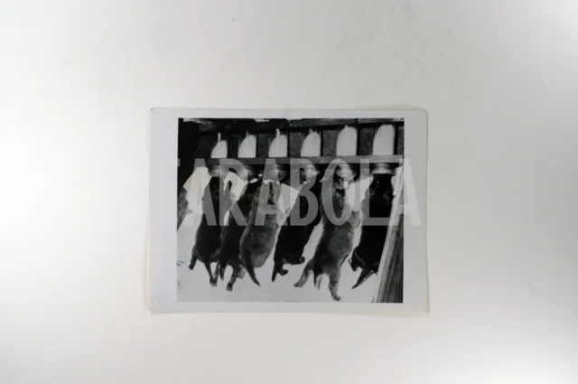 Foto vintage de archivio Animales, Dispositivo para Lactancia, impresión 2