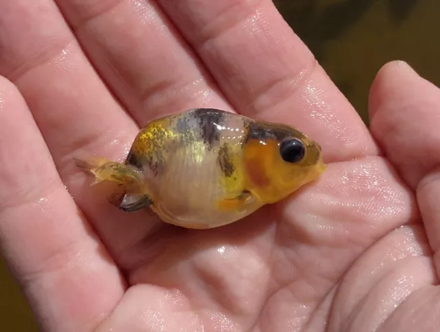 Ranchu Live Goldfish Kirin/Sakura X1 (high Quality) 1.5-2.5 Inches