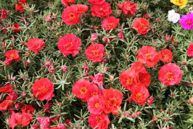 100 RED PORTULACA Grandiflora / MOSS ROSE Flower Seeds *Flat S/H