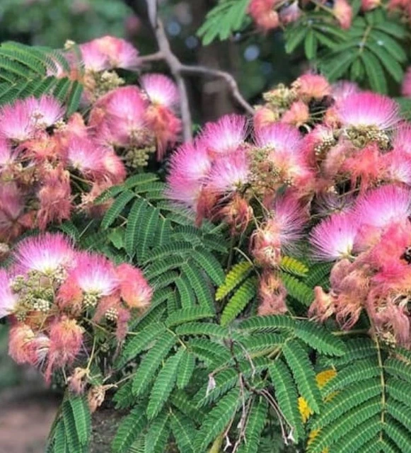 Albizia Julibrissin Mimosa Persian Pink Silk  1 Small Tree ( Plug) Seedling