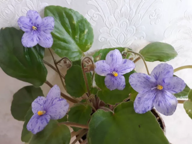 African Violet " Allegro Apalachian Trail "  2 Blatt / Leaf Usambaraveilchen.