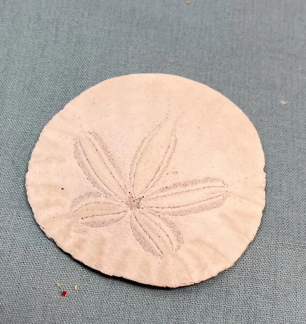 Vintage Dried Sand Dollar Clypeasteroida SeaShell ShabbyChic Home Bathroom Decor