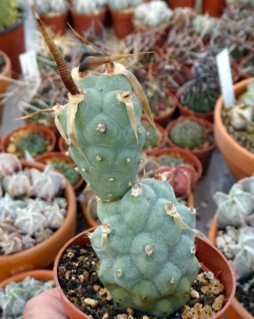 TEPHROCACTUS  ARTICULATUS BLUE cactus copiapoa kakteen ortegocactus cacti caudex