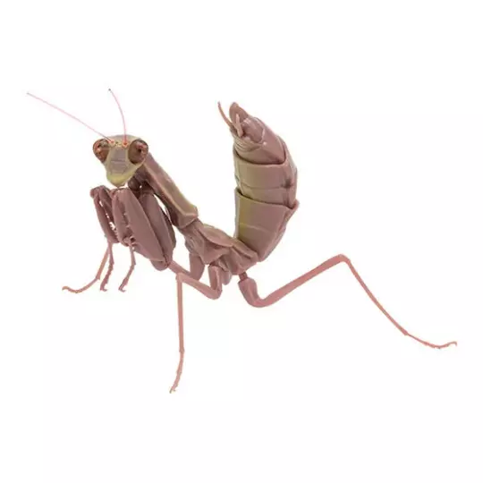 Brown giant Asian mantis juvenile insect PVC Action Figure model with joints