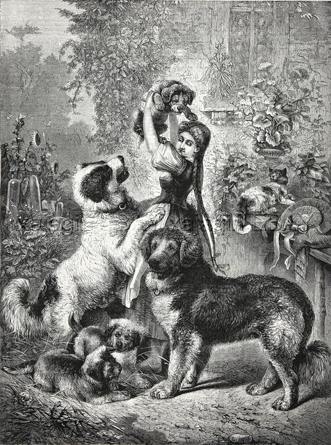 Dog Newfoundland Family, Joyful Pet Puppies, Large 1870s Antique Engraving Print