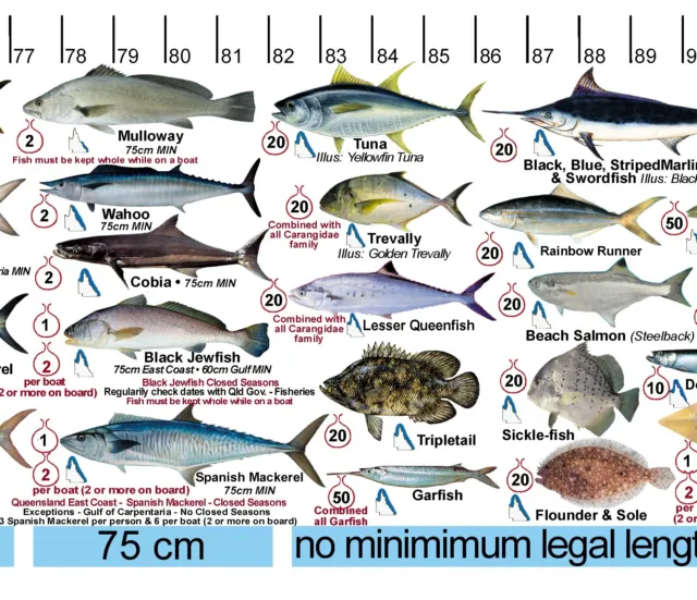 Fish Measure sticker decal QLD & Great Barrier Reef