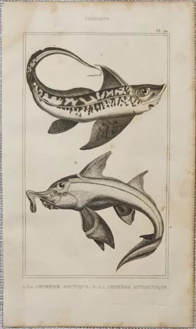 Lithographie Kunstdruck Stich Engraving Tier Fisch Buffon Antik