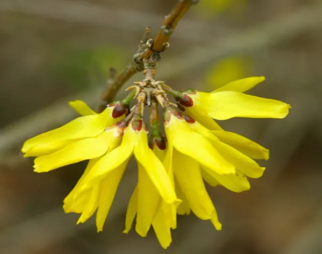 1 de Plante Forsythia Viridissima Var. - Coréenne -