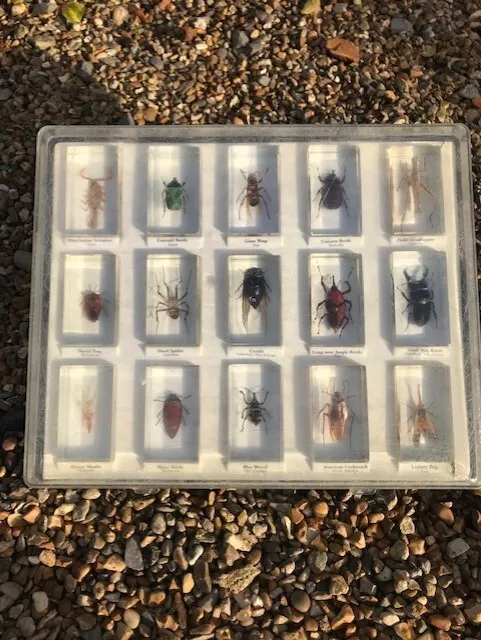 National Geographic Real Life Bugs And Insects in Resin Collection - 2 sets