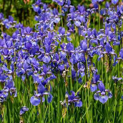 Iris sibirica  plante bassin vivace 2