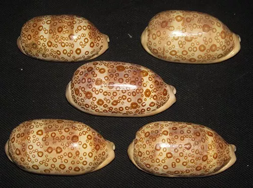 63-70 mm 5 Pcs Cypraea Argus Cowrie Seashell Phuket Thailand  Combine Ship