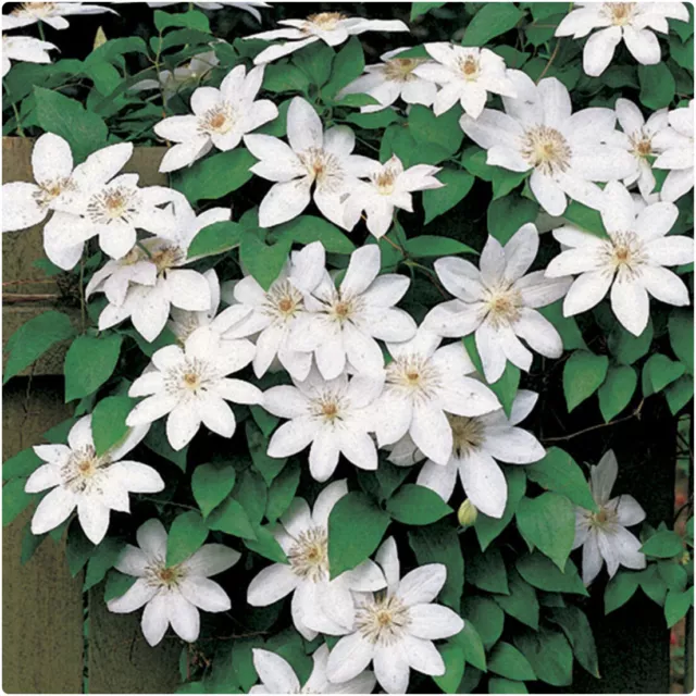 Clematis 'Henryi' X 3 Large Plug Plants for Potting on