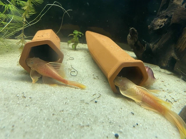 Adult L144a Longfin Lemon Blue Eye Pleco Breeding Pair - READ DESCRIPTION