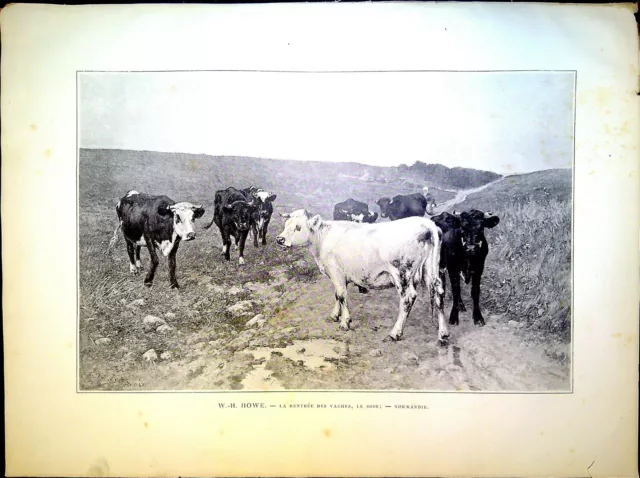 Gravure de presse - La rentrée des vaches le soir - (Normandie) W.H. HOWE