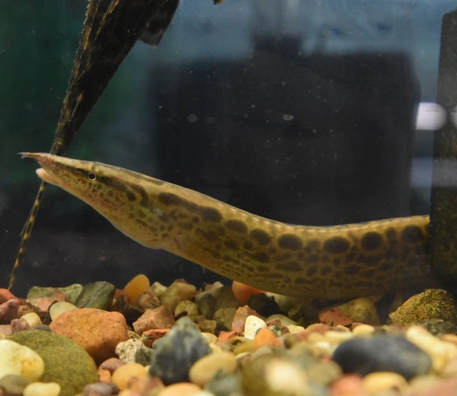 Live Tire Track Zig Zag Eeel (9-10" Freshwater Aquarium Fish) PLS READ DESCR