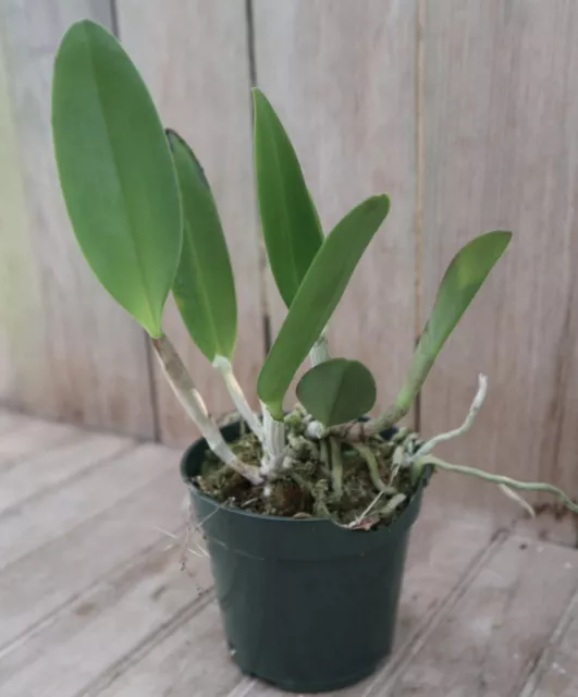 Astro Jaguar on X: Schombocatonia Mem. Louise Fuchs X. Cattleya