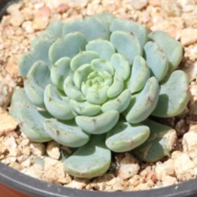 Echeveria minima - Minima - Live Plant - Waterwise - Free Shipping