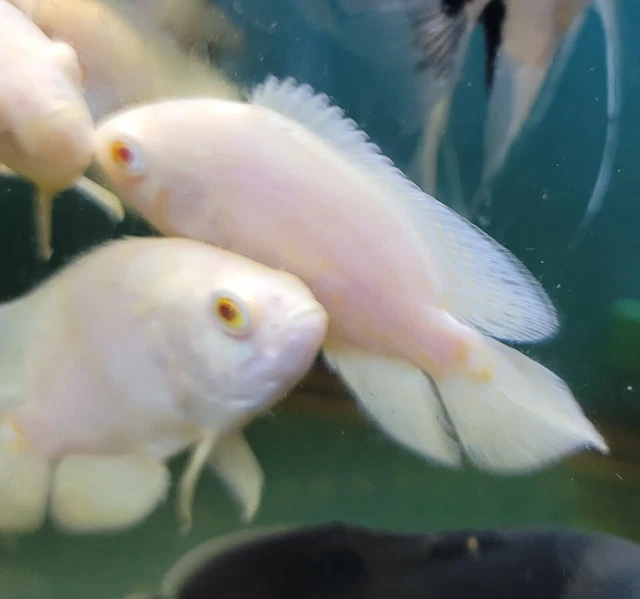 3" to 4" Real white Albino Oscars yellow tiger faded Marks. Limited  Imported.