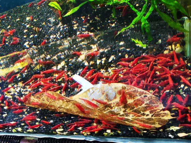 10 X NEOCARIDINA RED CHERRY freshwater aquarium shrimp Size 1.5 - 2 CM FREE POST