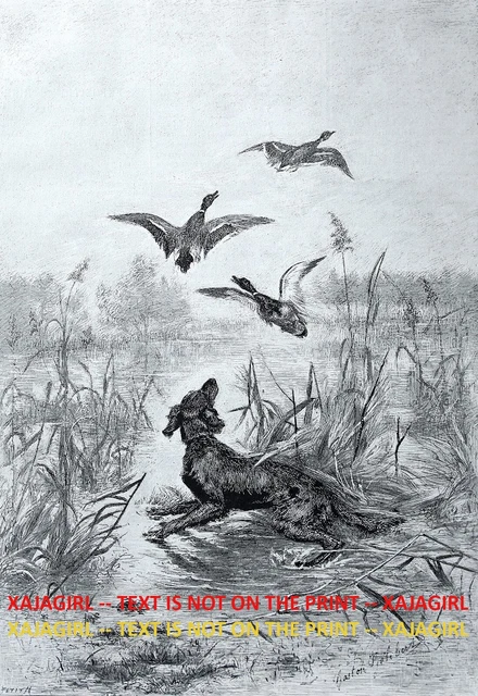 Dog Gordon Setter (Breed ID'd) Hunting Ducks in Marsh, Large 1880s Antique Print