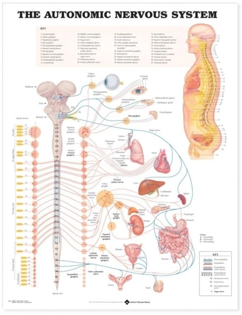 THE AUTONOMIC NERVOUS System Anatomical Chart POSTER / WALLCHART ...