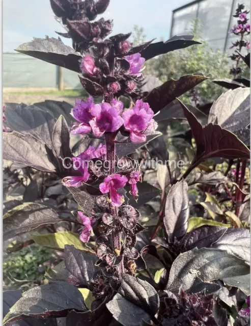 Basil Seeds Purple 'Dark Opal' 100 Seeds Herb Garden