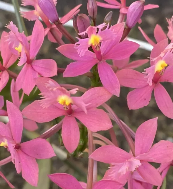 Epidendrum - Pink Delight*