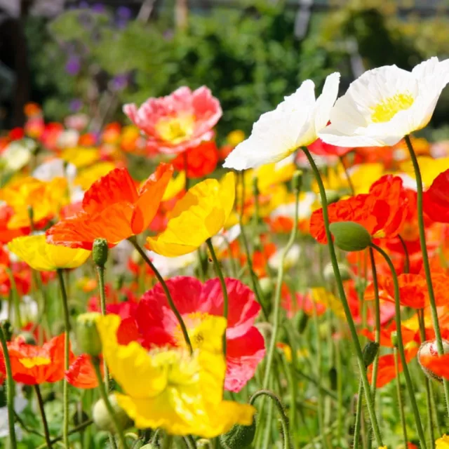 500 Graines de Pavot d'Islande- fleurs - semences paysannes - non traitées