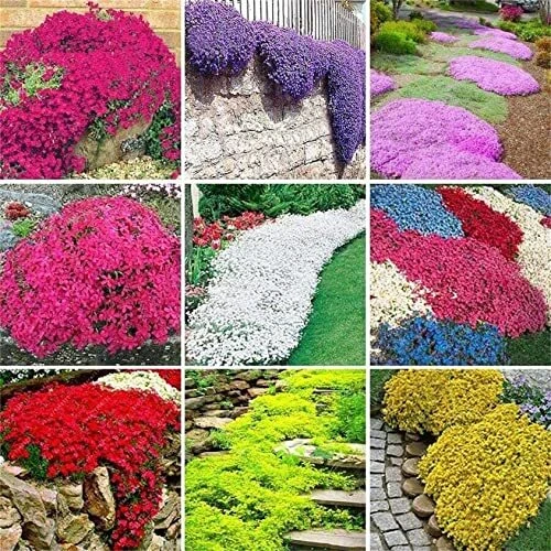 Creeping Thyme Seeds Mixed Color 200+Pcs Cress Perennial Ground Garden