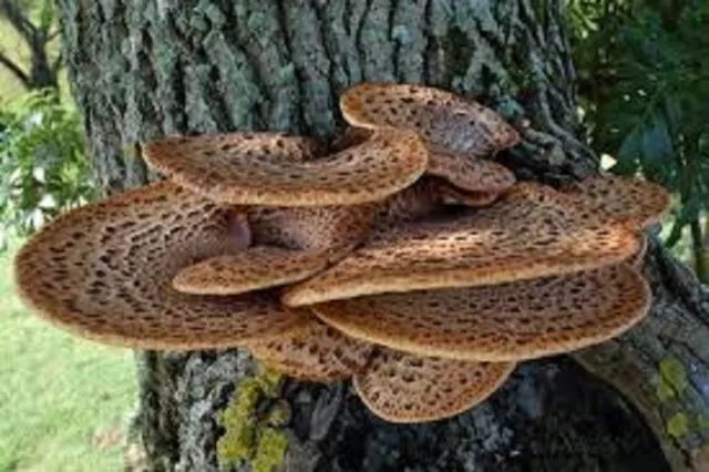 CHAMPIGNON squameux polypore mycélium 10 000 + graines fraîches spores 9,9 $ 3