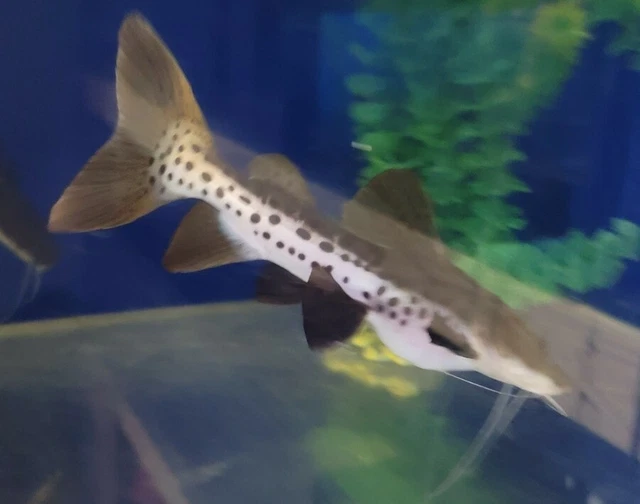 HYBRID 5" plus. Redtail Tiger Shovelnose Catfish Live  Fish Healthy & Fat