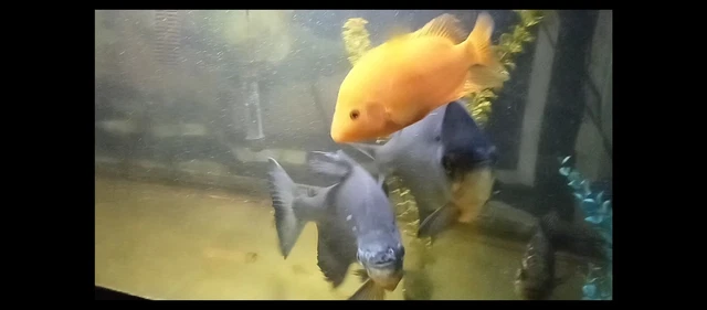 Red Devil Cichlid 8 inches