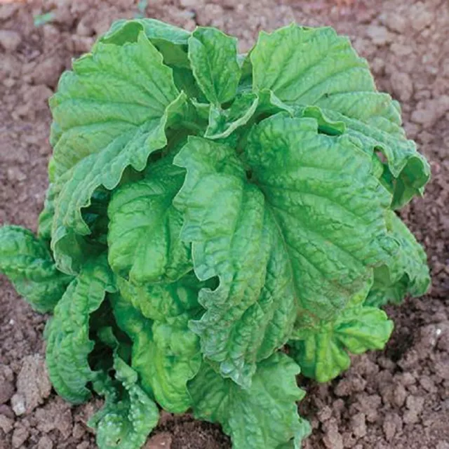 Herb - Basil Large Lettuce Leaf, Organic (O. basilicum) - Kings Seeds - 250 Seed