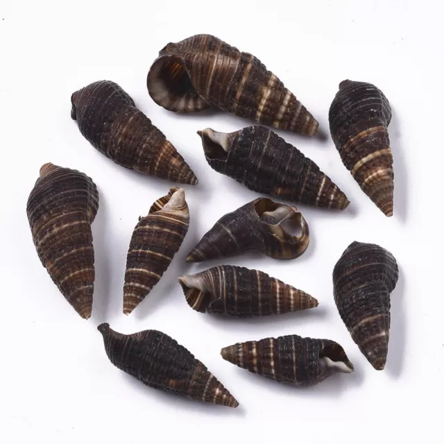 Spiral Beach Shells Turritella Seashell Wedding Craft Aquarium 23-33mm 20g Brown