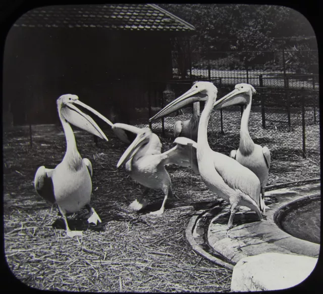 VICTORIAN Glass Magic Lantern Slide GROUP OF PELICANS C1890 BIRD BIRDS ZOO