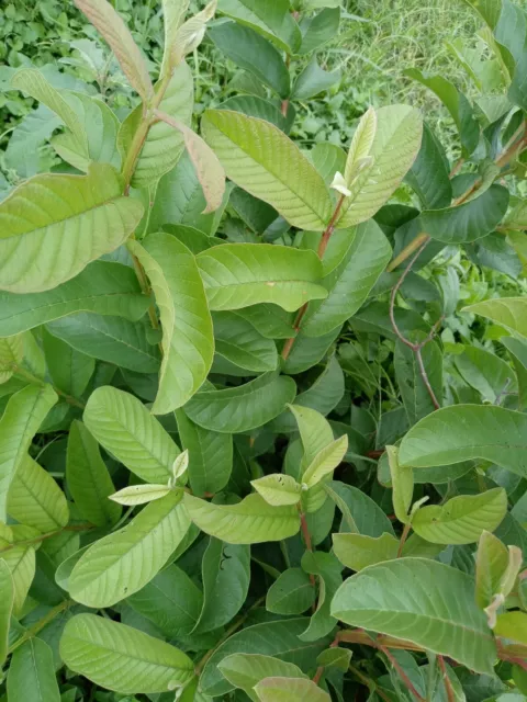 Guava 100 Fresh Leaves - Hojas de Guayaba