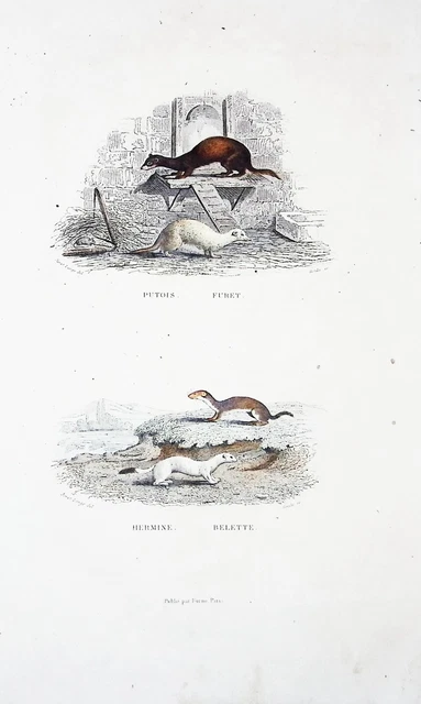Lithographie Colorise A La  Main Tire De Buffon 1834 Putois Furet Belette Hermin
