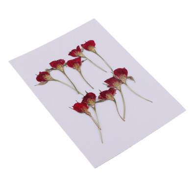 Album di Ritagli Decorazioni Floreali Mix di Fiori Naturali per Fai da Te Naturali Pressati Fiori Fiori Secchi Pressati Fatti a Mano Rosa Fiori Secchi per Resina Ulikey Fiori Secchi Naturali 