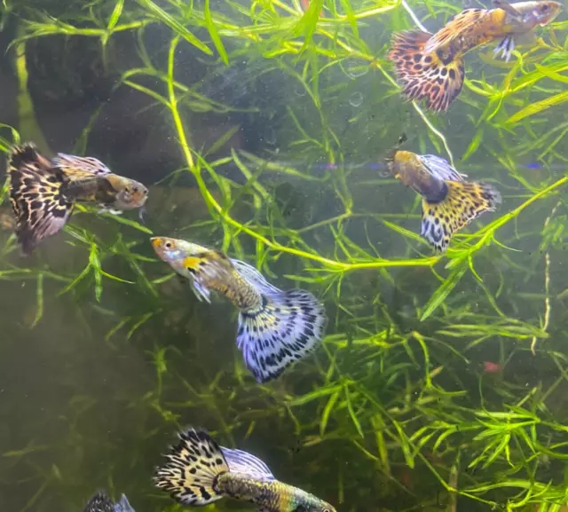 2 Trios Purple Mosaic Guppy Fish (6) 4m,2f - LIVEBEARING 2 Trios Purple Mosaic Guppy Fish (6) 4m,2f - LIVEBEARING