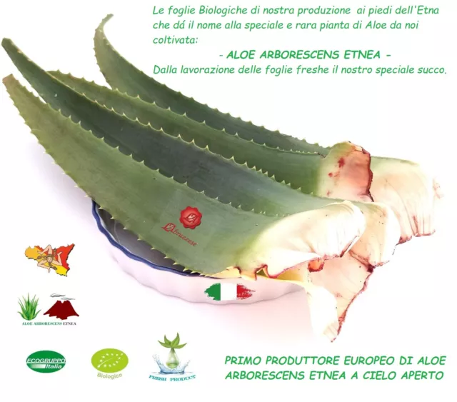 Succo Aloe Arborescens Ricetta Padre Zago miele acquavite Super cremoso 800 gr 2