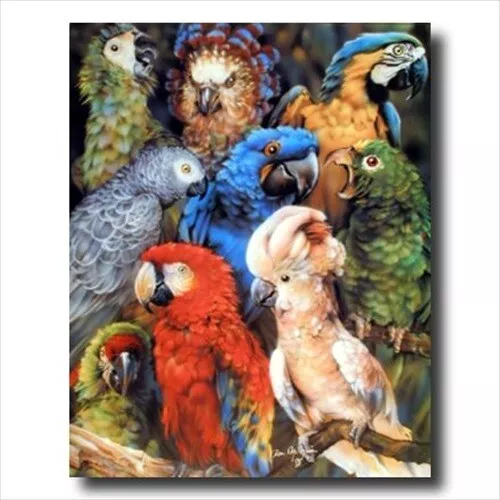 Tropical Parrot Bird Collage Wall Picture Art Print