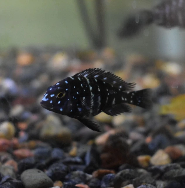 Live Duboisi Tropheus Cichlid (1" Rare Juvenile Freshwater Aquarium Fish)