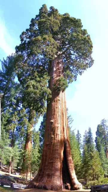Giant sequoia, Sequoiadendron giganteum redwood forest TREE wood seed -10 seeds