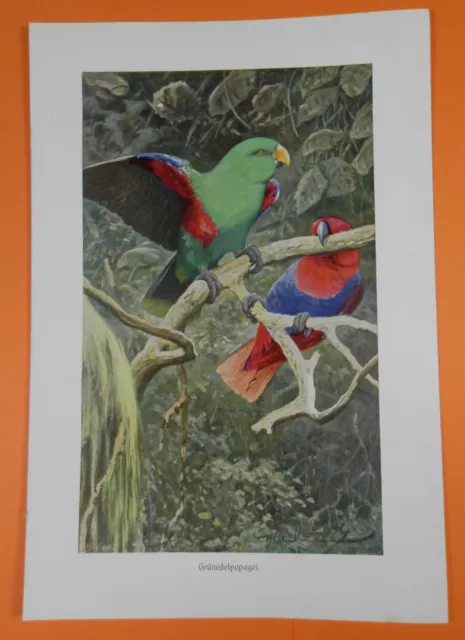 Edelpapagei Eclectus roratus  Grünedelpapagei Papagei  Vogel Farbdruck 1911